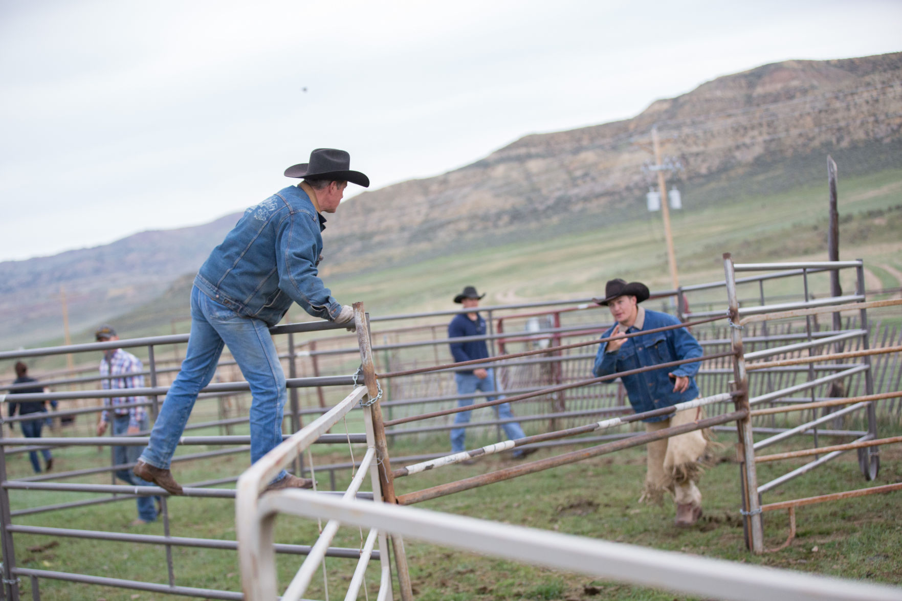 Sheridan Cattle Branding